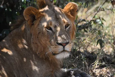 DSC_3560 (Large).JPG